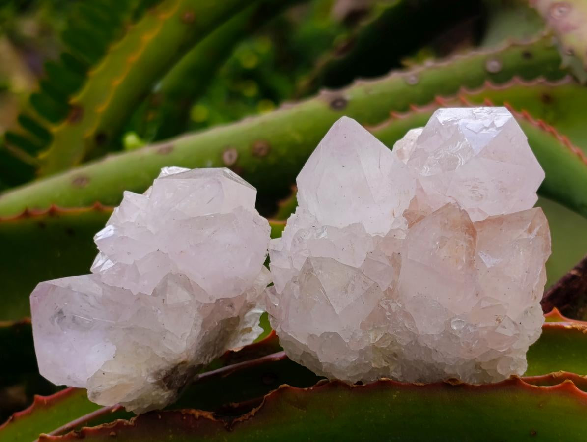 Natural Cactus Flower Spirit Amethyst Single Crystals x 12 From South Africa - Toprock Gemstones and Minerals 
