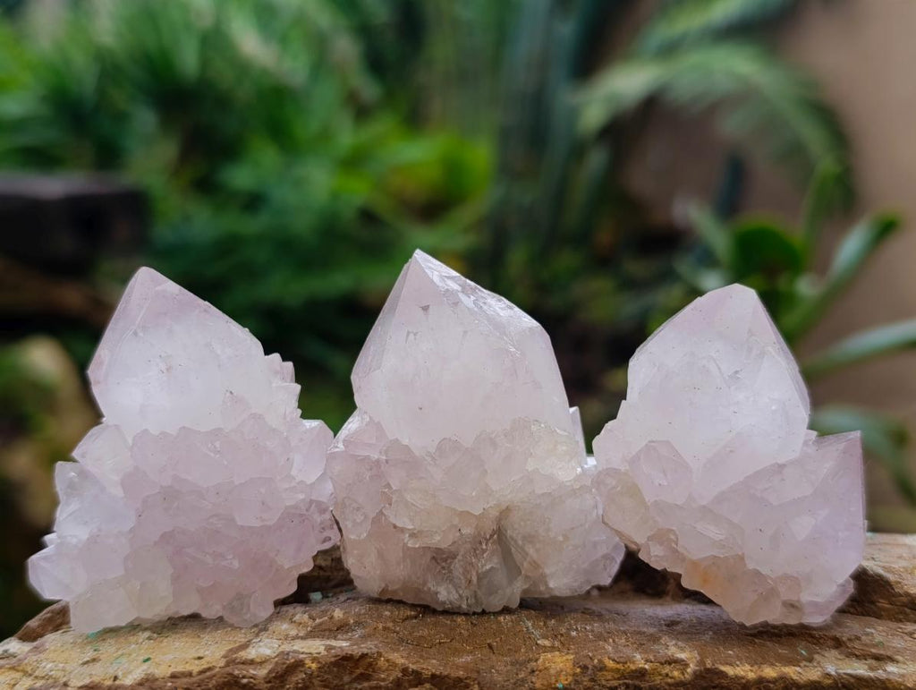 Natural Cactus Flower Spirit Amethyst Single Crystals x 12 From South Africa - Toprock Gemstones and Minerals 