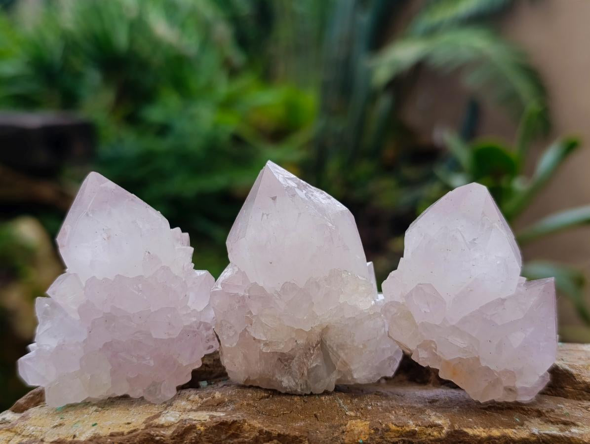 Natural Cactus Flower Spirit Amethyst Single Crystals x 12 From South Africa - Toprock Gemstones and Minerals 