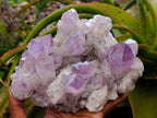 Natural Jacaranda Amethyst Crystal Clusters x 2 From Mumbwa, Zambia - Toprock Gemstones and Minerals 