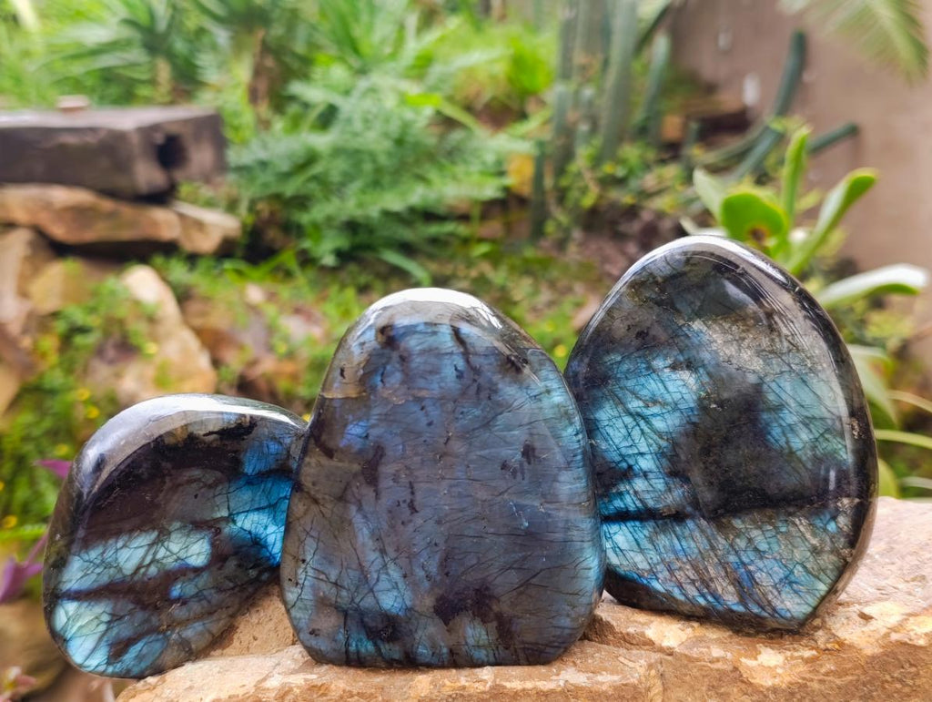 Polished Labradorite Standing Free Forms x 3 From Madagascar - Toprock Gemstones and Minerals 
