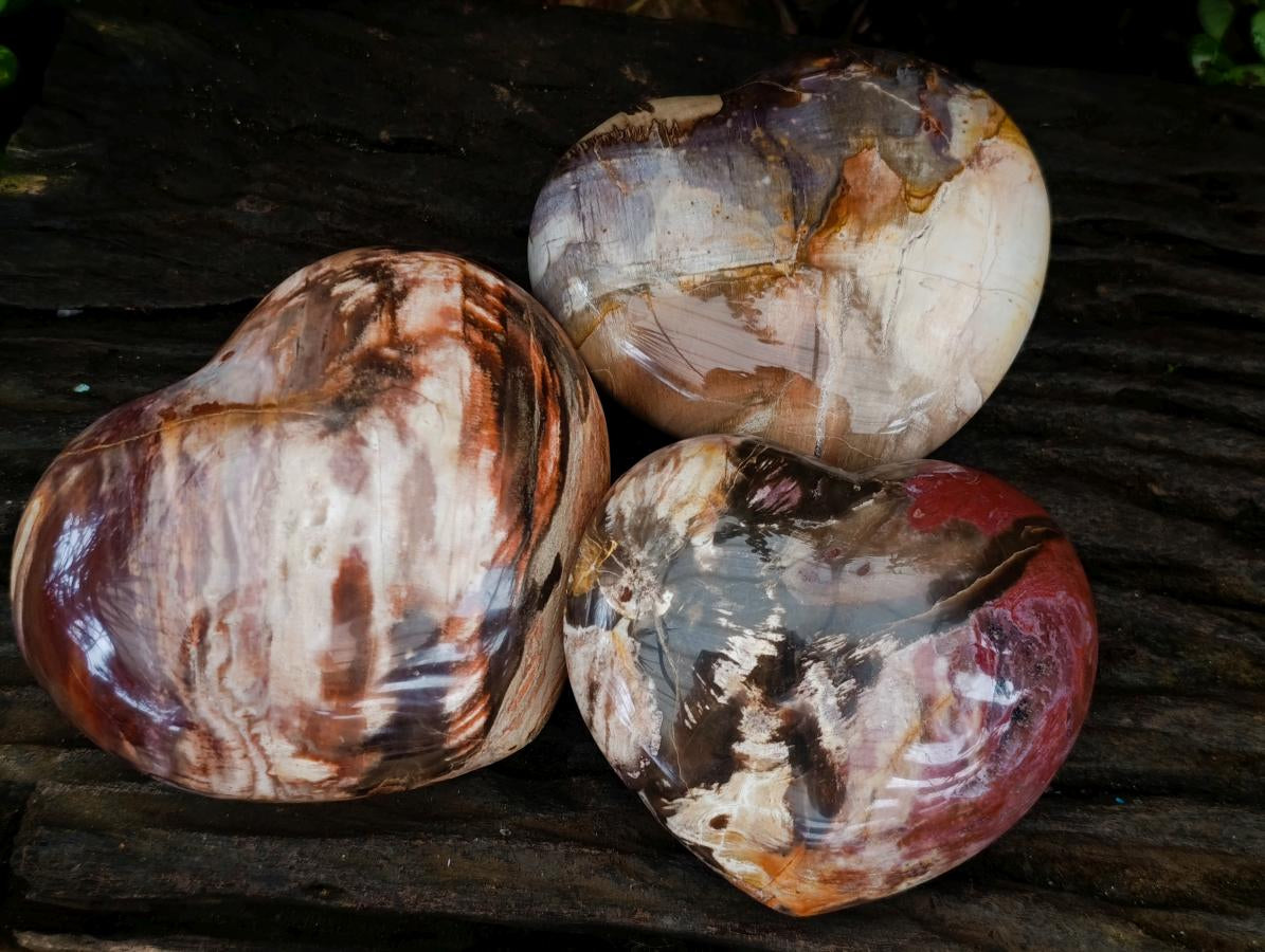 Polished Large Red Podocarpus Petrified Wood Hearts x 3 From Mahajanga, Madagascar - Toprock Gemstones and Minerals 