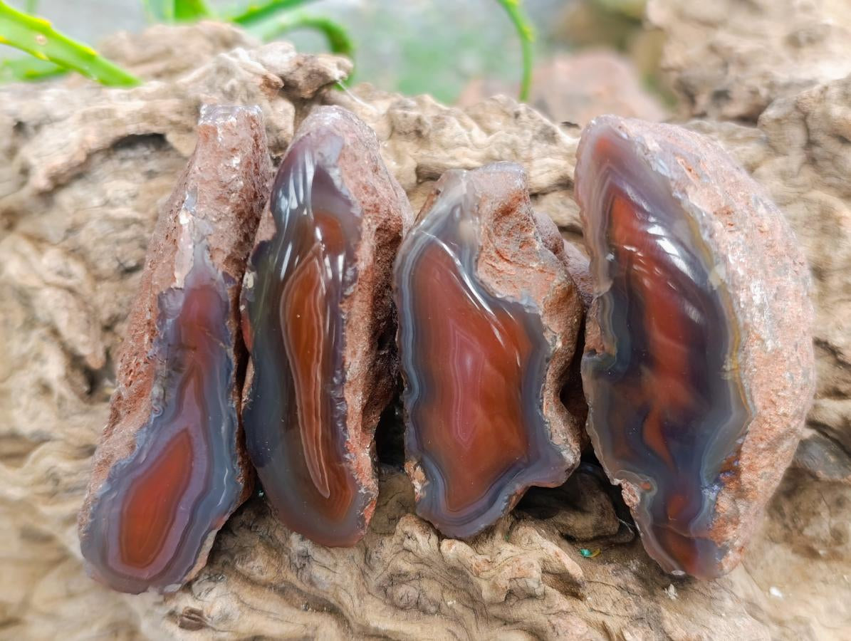 Polished One Side Red Shashe River Agate Nodules x 24 From Shashe River, Zimbabwe - Toprock Gemstones and Minerals 