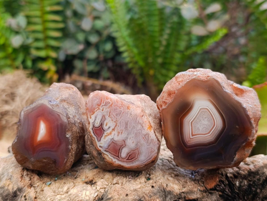 Polished One Side Red Shashe River Agate Nodules x 24 From Shashe River, Zimbabwe - Toprock Gemstones and Minerals 