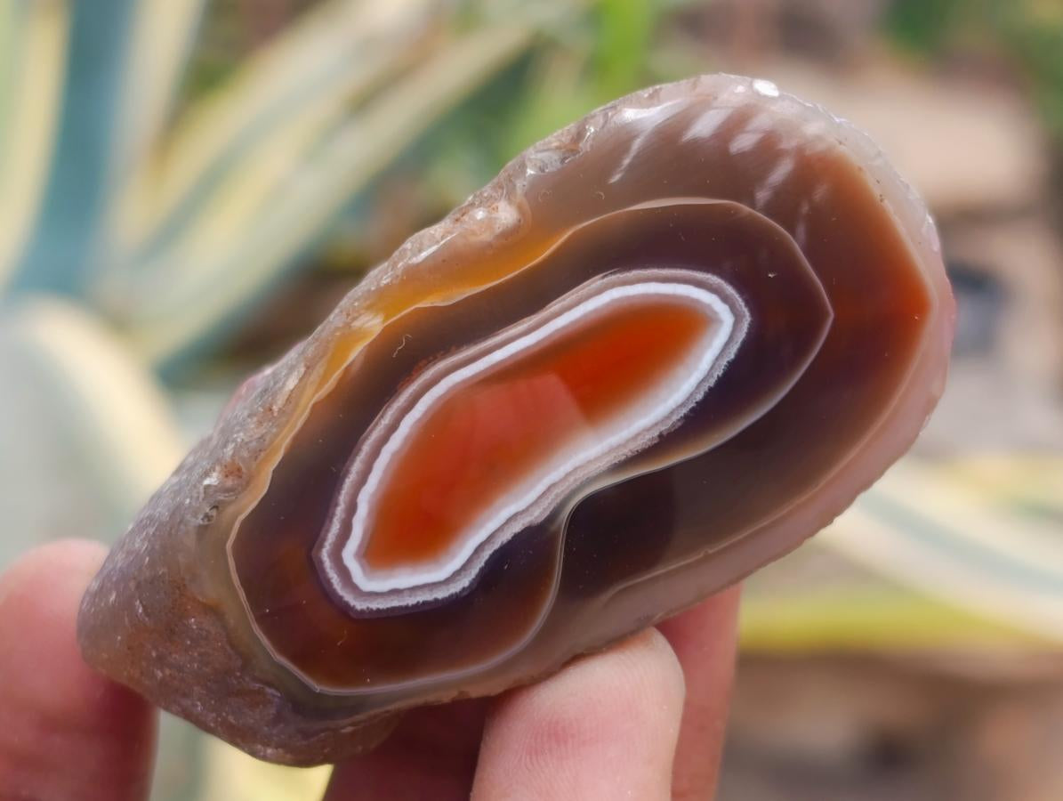 Polished One Side Red Shashe River Agate Nodules x 24 From Shashe River, Zimbabwe - Toprock Gemstones and Minerals 