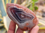 Polished One Side Red Shashe River Agate Nodules x 24 From Shashe River, Zimbabwe - Toprock Gemstones and Minerals 