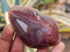 Polished One Side Red Shashe River Agate Nodules x 24 From Shashe River, Zimbabwe - Toprock Gemstones and Minerals 