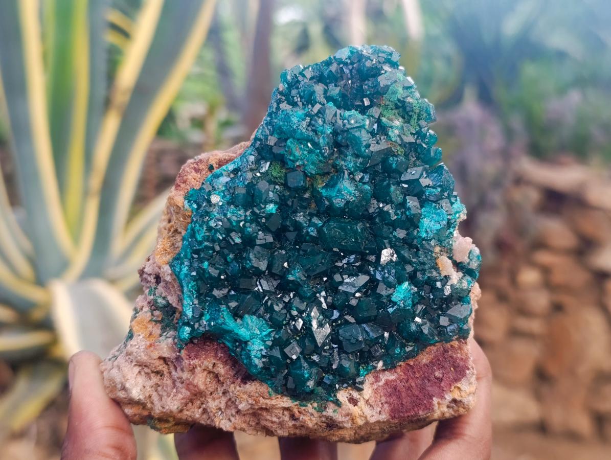 Natural Large Cabinet Dioptase on Dolomite Specimen x 1 From Likasi, Congo - Toprock Gemstones and Minerals 