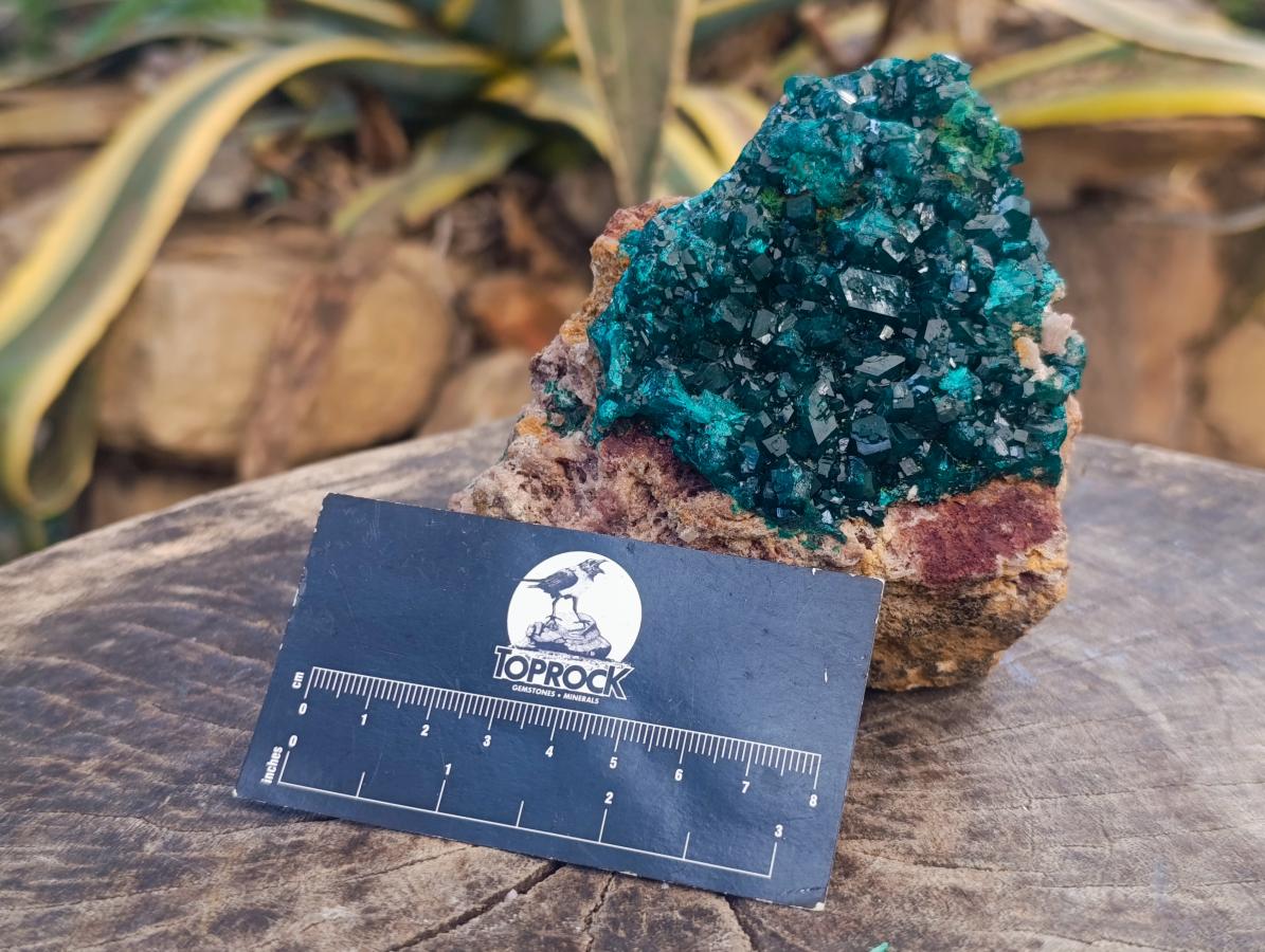 Natural Large Cabinet Dioptase on Dolomite Specimen x 1 From Likasi, Congo - Toprock Gemstones and Minerals 