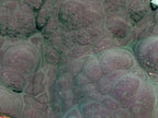 Natural Botryoidal Malachite Specimens x 2 From Congo - Toprock Gemstones and Minerals 