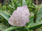 Natural Cactus Flower Spirit Amethyst Clusters x 12 From South Africa - Toprock Gemstones and Minerals 