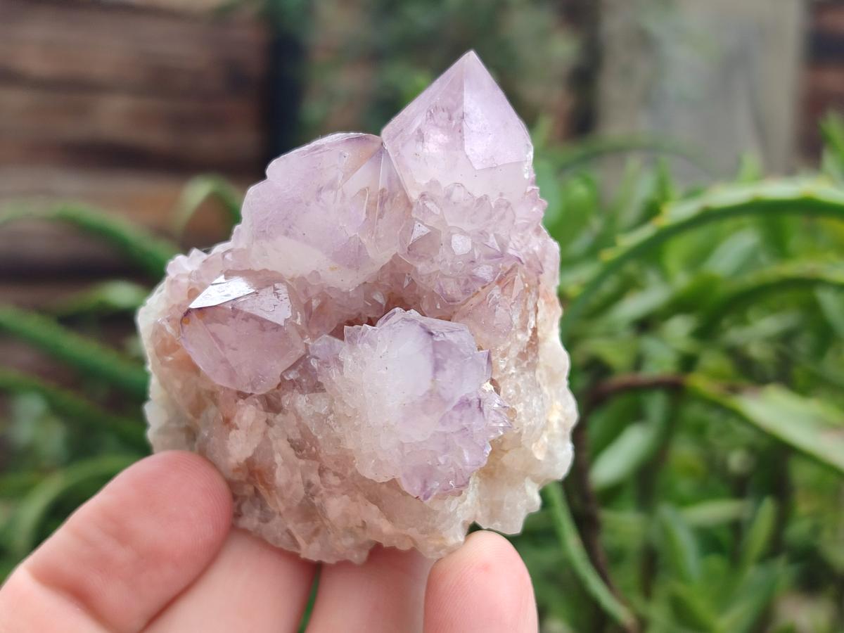 Natural Cactus Flower Spirit Amethyst Clusters x 12 From South Africa - Toprock Gemstones and Minerals 