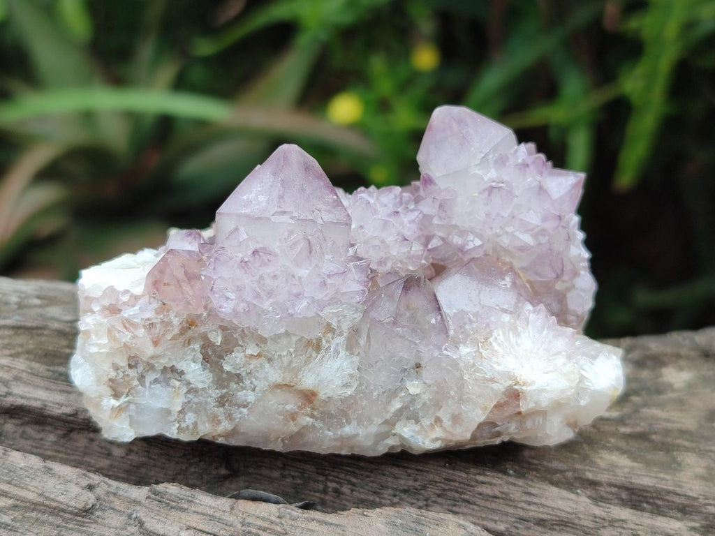 Natural Cactus Flower Spirit Amethyst Clusters x 12 From South Africa - Toprock Gemstones and Minerals 