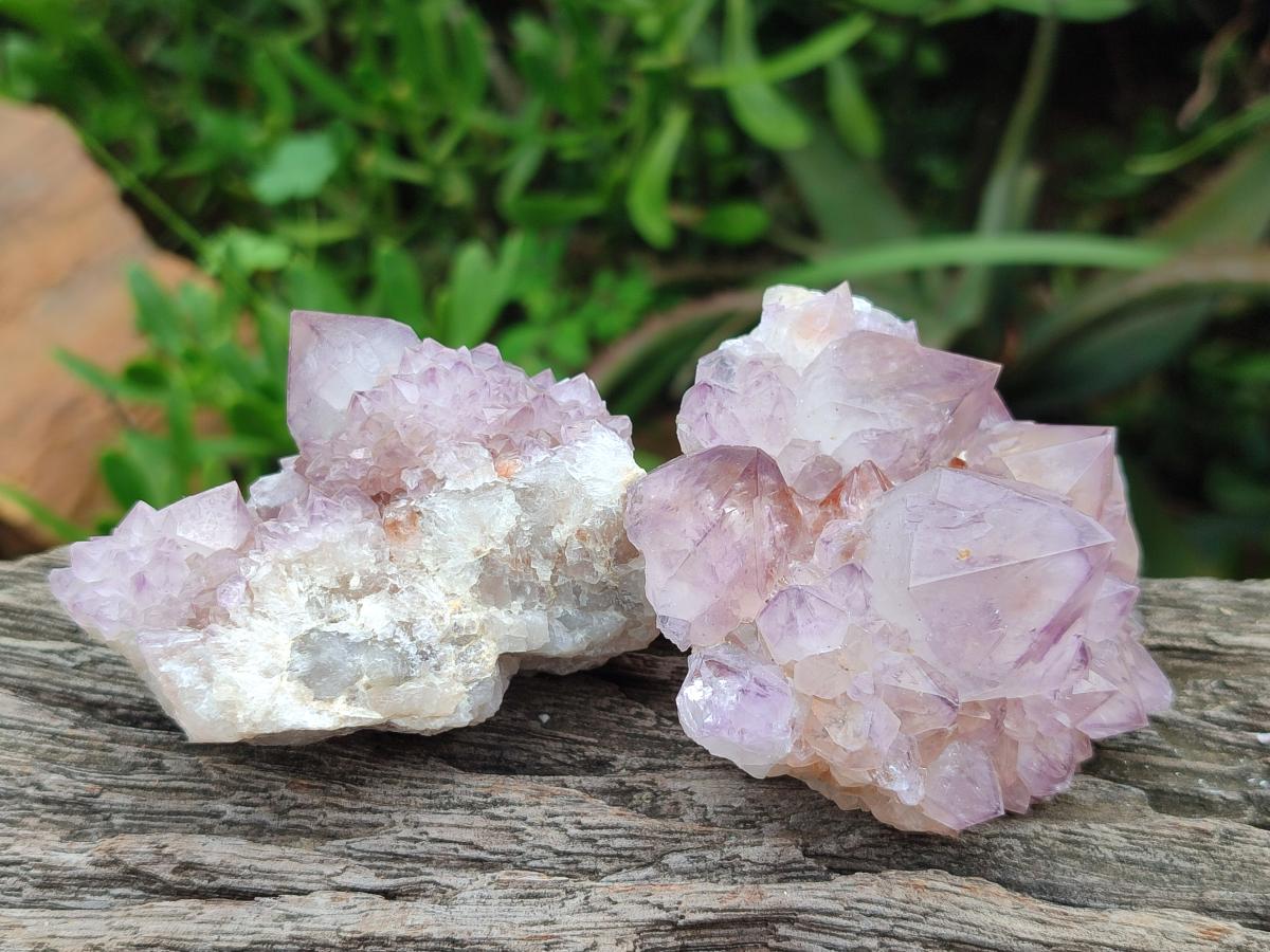 Natural Cactus Flower Spirit Amethyst Clusters x 12 From South Africa - Toprock Gemstones and Minerals 