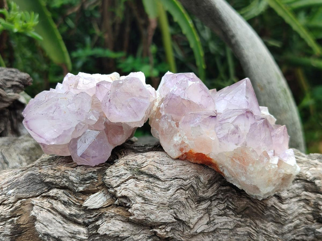 Natural Cactus Flower Spirit Amethyst Clusters x 12 From South Africa - Toprock Gemstones and Minerals 