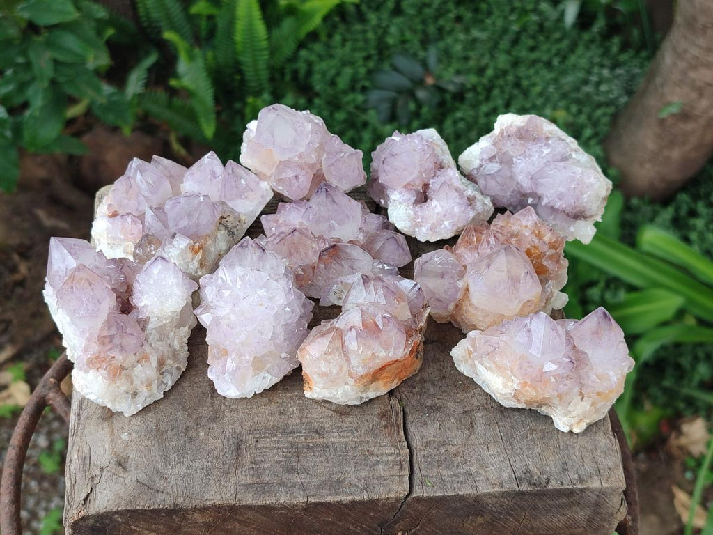 Natural Cactus Flower Spirit Amethyst Clusters x 12 From South Africa - Toprock Gemstones and Minerals 
