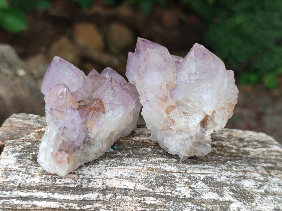 Natural Cactus Flower Spirit Amethyst Clusters x 12 From South Africa - Toprock Gemstones and Minerals 