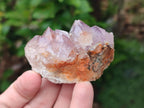 Natural Cactus Flower Spirit Amethyst Clusters x 12 From South Africa - Toprock Gemstones and Minerals 
