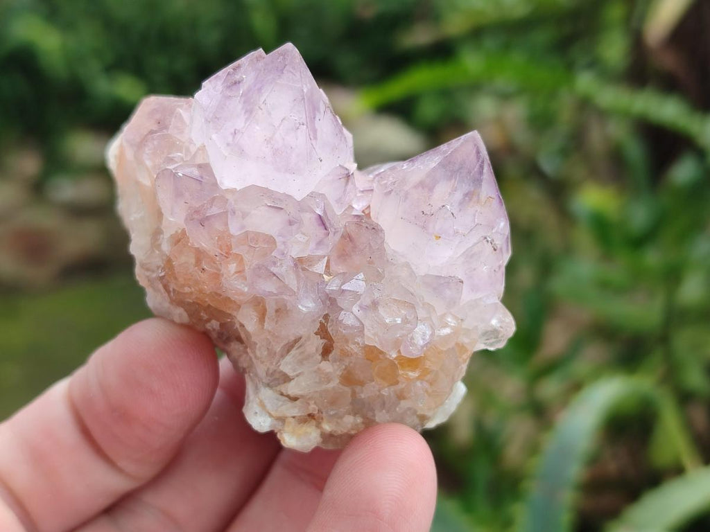 Natural Cactus Flower Spirit Amethyst Clusters x 12 From South Africa - Toprock Gemstones and Minerals 