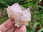 Natural Cactus Flower Spirit Amethyst Clusters x 12 From South Africa - Toprock Gemstones and Minerals 
