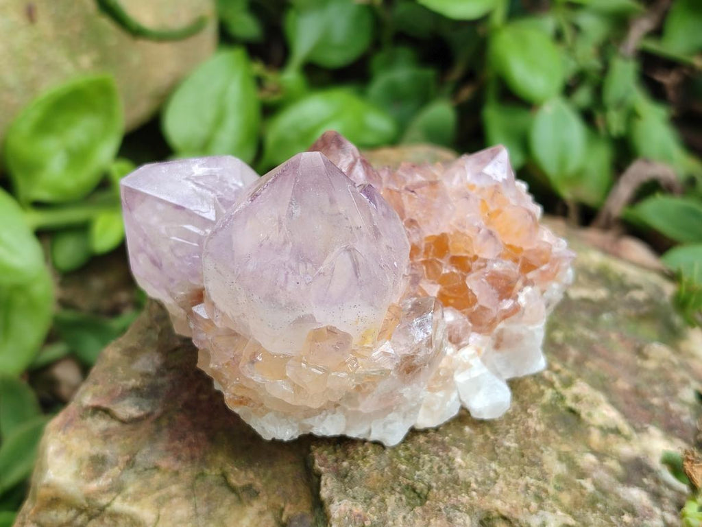 Natural Cactus Flower Spirit Amethyst Clusters x 12 From South Africa - Toprock Gemstones and Minerals 