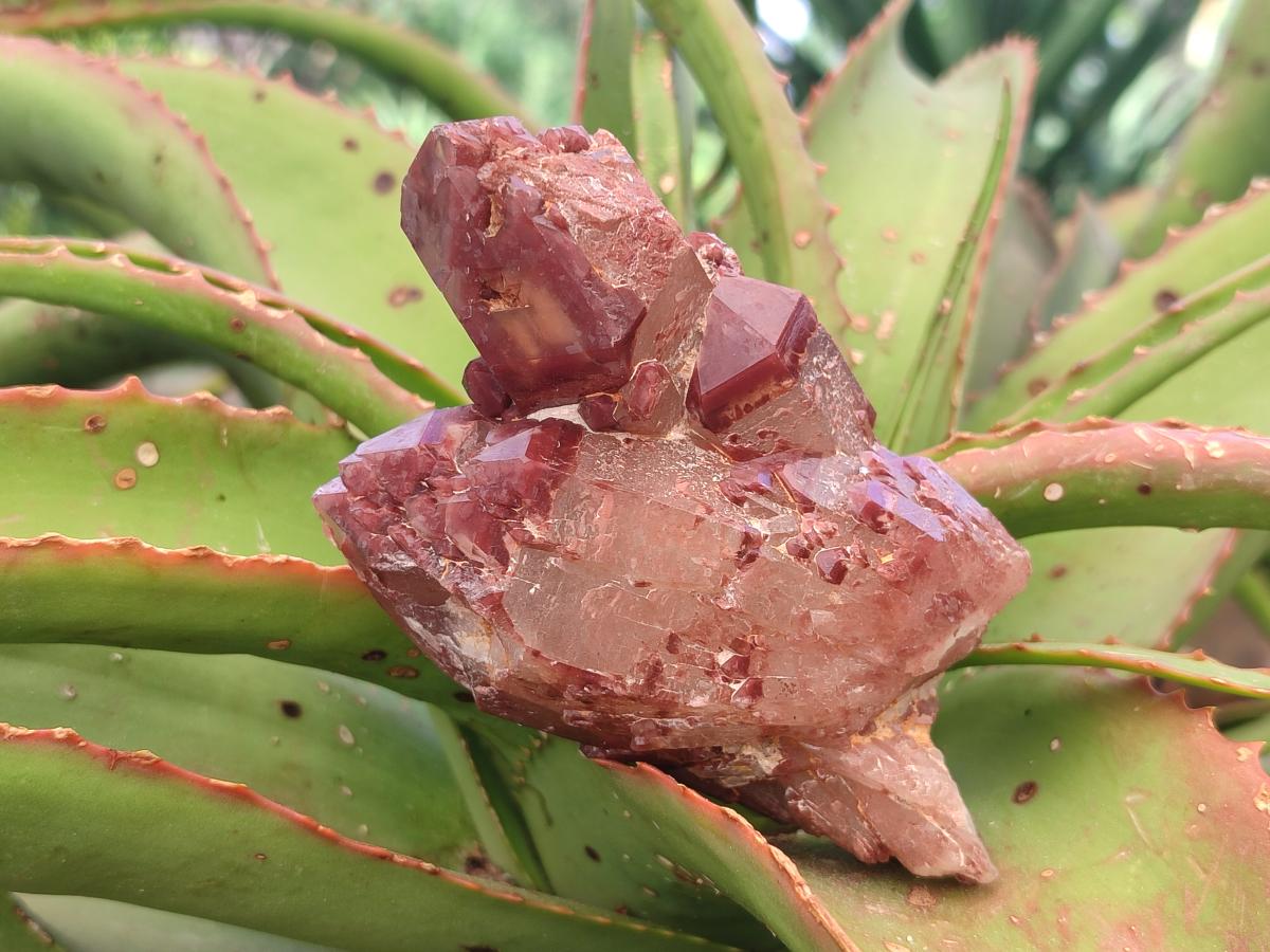 Natural Red Hematoid Quartz Crystals and Clusters x 6 From Karoi, Zimbabwe - Toprock Gemstones and Minerals 