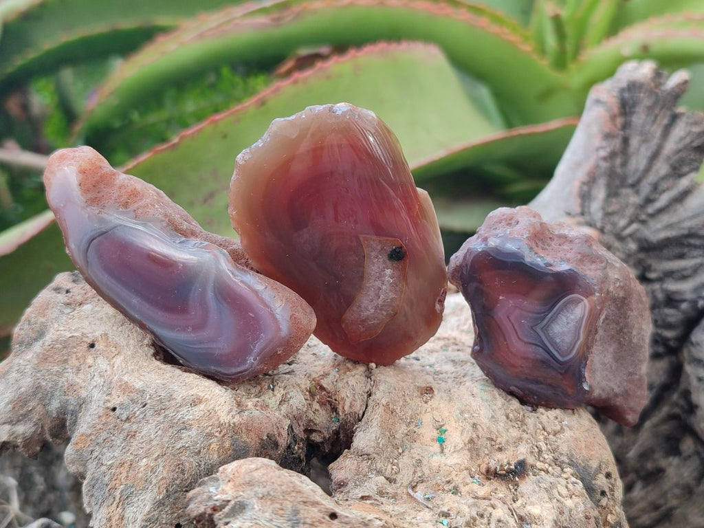 Polished One Side Red Shashe River Agate Nodules x 35 From Shashe River, Zimbabwe - Toprock Gemstones and Minerals 