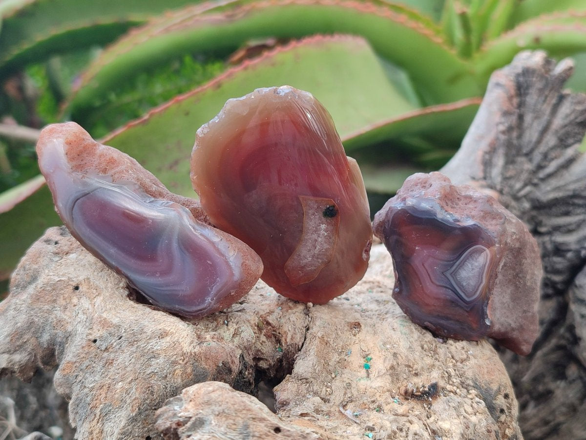 Polished One Side Red Shashe River Agate Nodules x 35 From Shashe River, Zimbabwe - Toprock Gemstones and Minerals 