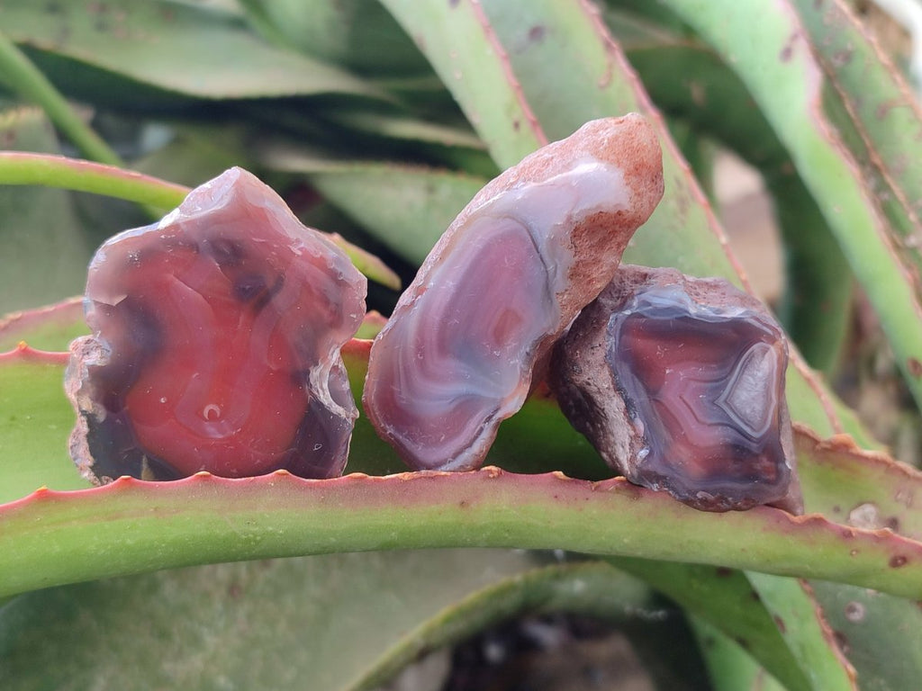 Polished One Side Red Shashe River Agate Nodules x 35 From Shashe River, Zimbabwe - Toprock Gemstones and Minerals 