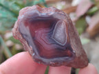 Polished One Side Red Shashe River Agate Nodules x 35 From Shashe River, Zimbabwe - Toprock Gemstones and Minerals 