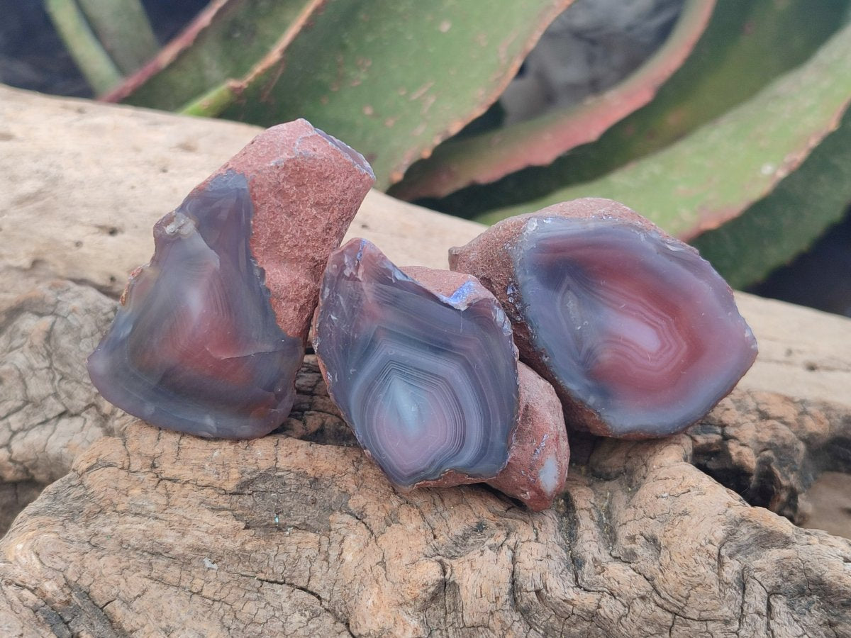 Polished One Side Red Shashe River Agate Nodules x 35 From Shashe River, Zimbabwe - Toprock Gemstones and Minerals 