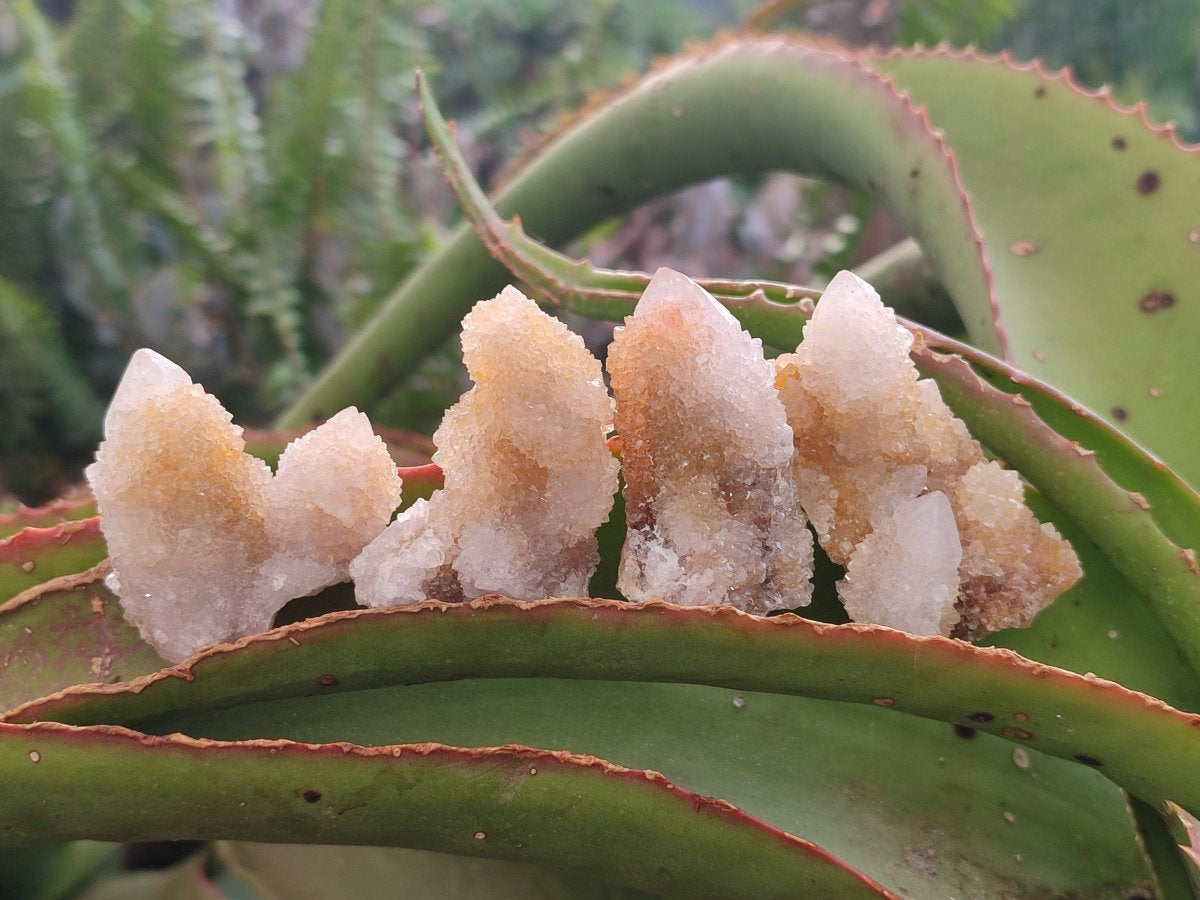 Natural Golden Limonite Spirit Quartz Crystals and Clusters x 35 From Boekenhouthoek, South Africa - Toprock Gemstones and Minerals 