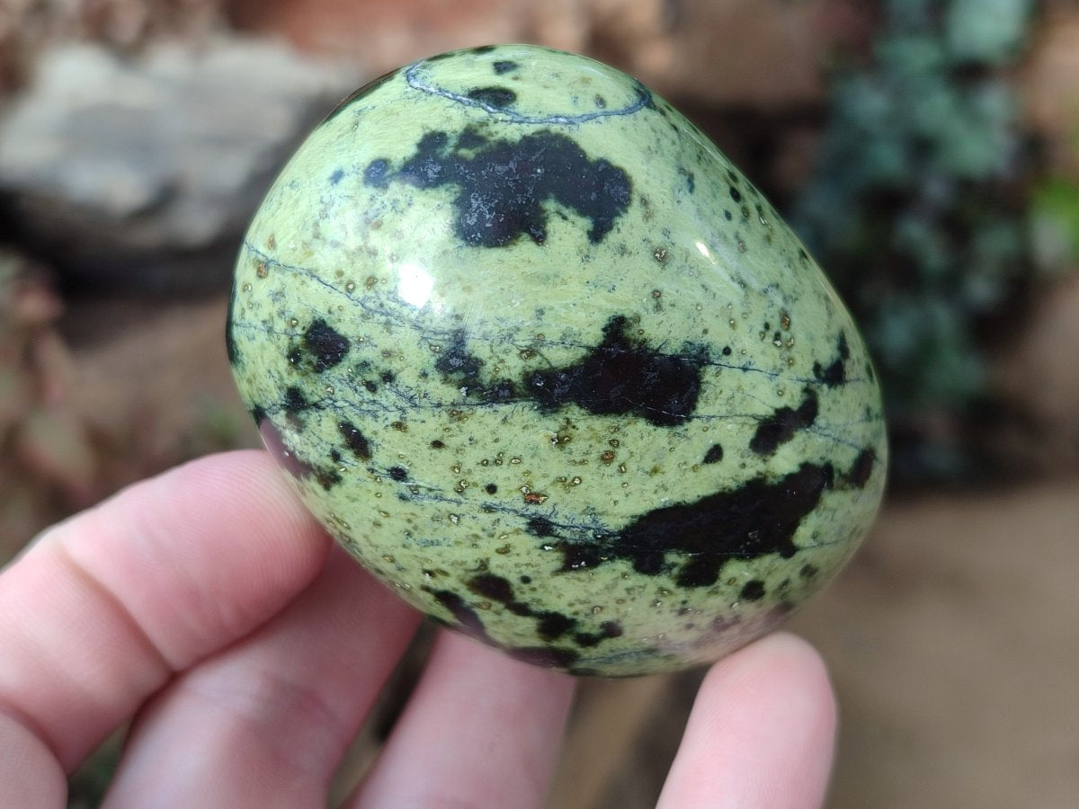Polished Leopard Stone Free Forms x 12 From Zimbabwe - Toprock Gemstones and Minerals 