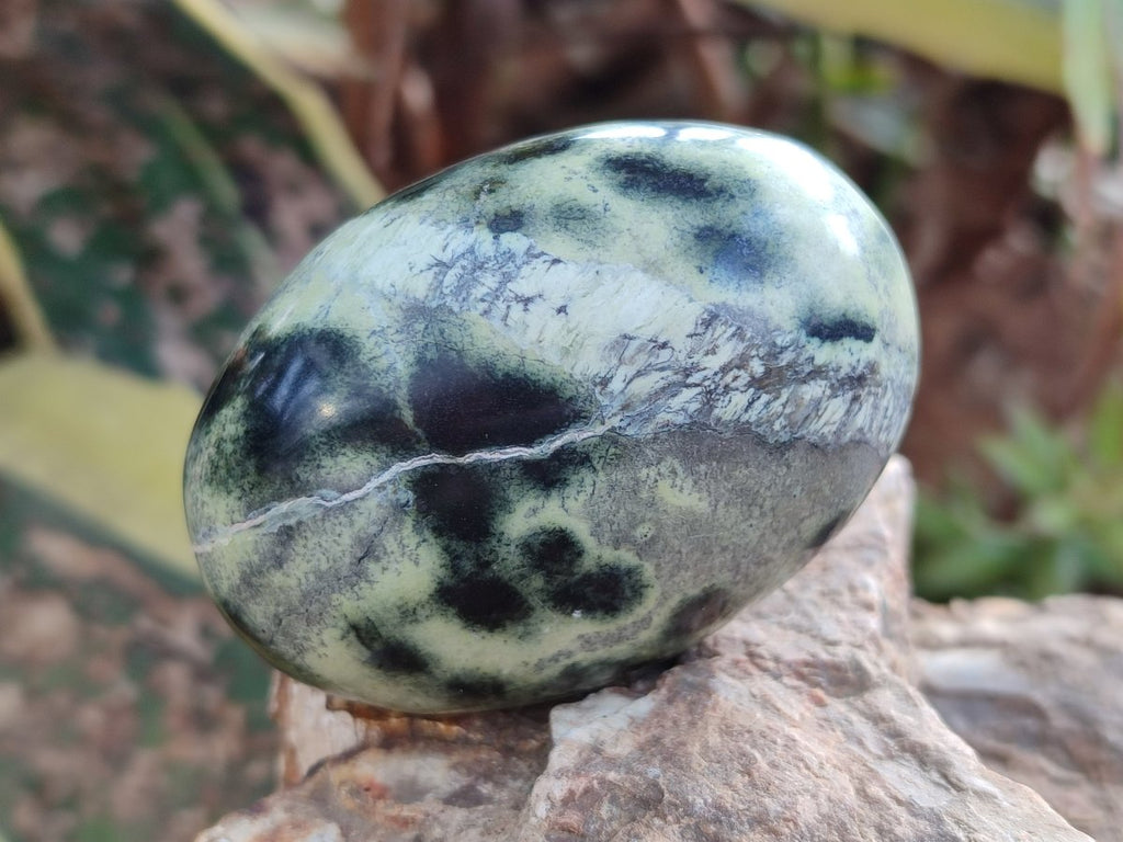 Polished Leopard Stone Free Forms x 12 From Zimbabwe - Toprock Gemstones and Minerals 