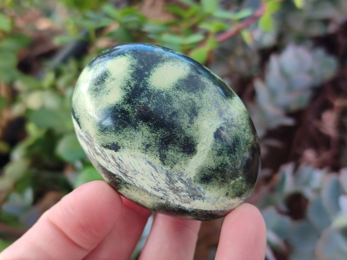 Polished Leopard Stone Free Forms x 12 From Zimbabwe - Toprock Gemstones and Minerals 