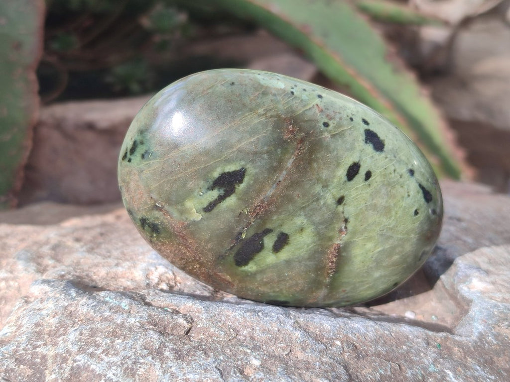 Polished Leopard Stone Free Forms x 12 From Zimbabwe - Toprock Gemstones and Minerals 