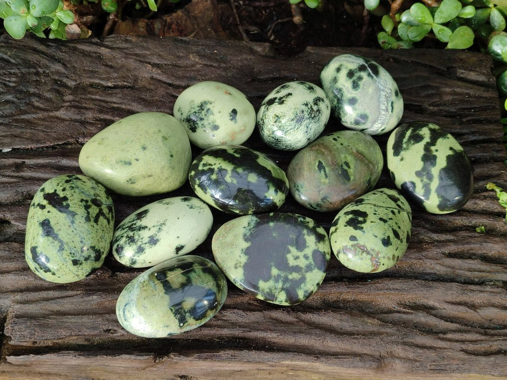 Polished Leopard Stone Free Forms x 12 From Zimbabwe - Toprock Gemstones and Minerals 