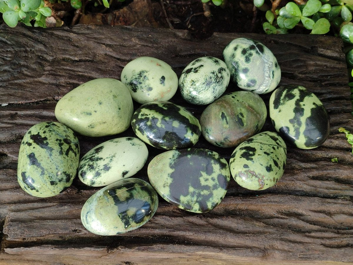 Polished Leopard Stone Free Forms x 12 From Zimbabwe - Toprock Gemstones and Minerals 