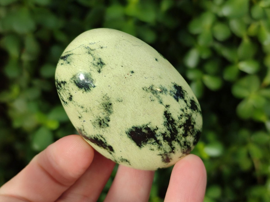 Polished Leopard Stone Free Forms x 12 From Zimbabwe - Toprock Gemstones and Minerals 