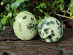Polished Leopard Stone Free Forms x 12 From Zimbabwe - Toprock Gemstones and Minerals 