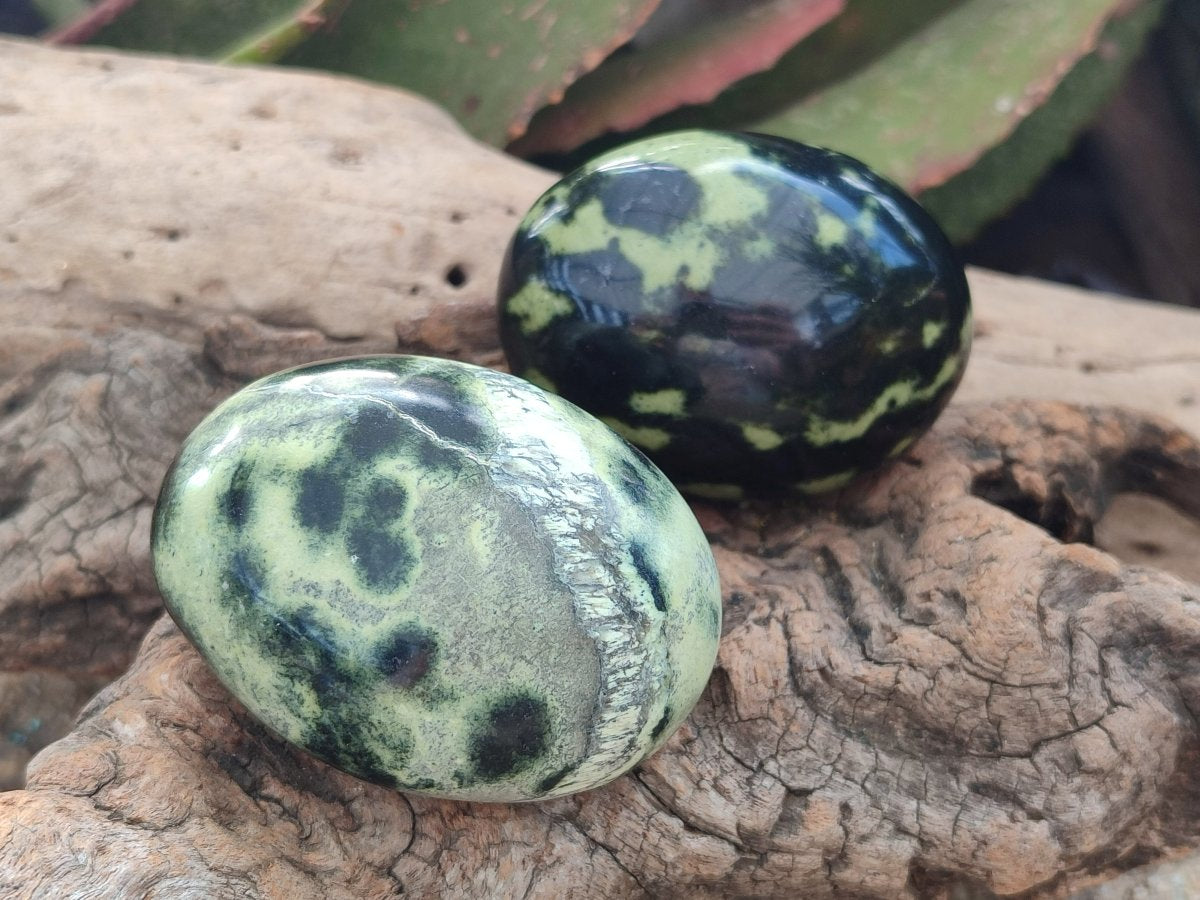 Polished Leopard Stone Free Forms x 12 From Zimbabwe - Toprock Gemstones and Minerals 
