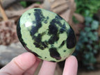 Polished Leopard Stone Free Forms x 12 From Zimbabwe - Toprock Gemstones and Minerals 