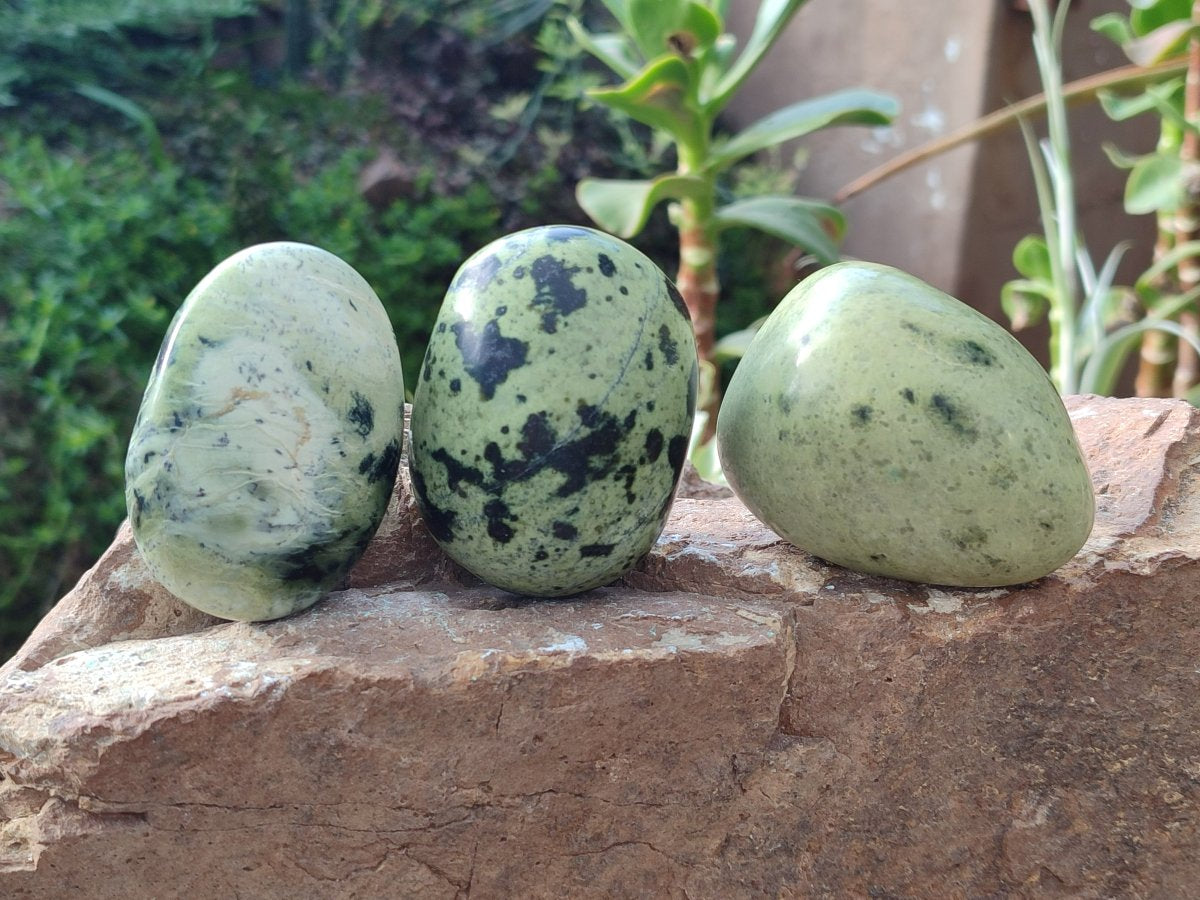 Polished Leopard Stone Free Forms x 12 From Zimbabwe - Toprock Gemstones and Minerals 