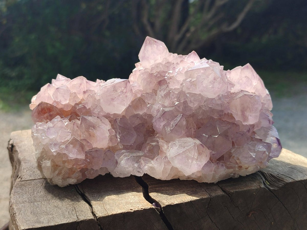 Natural Sunburst Cactus Flower Spirit Amethyst Clusters x 2 From Boekenhouthoek, South Africa - Toprock Gemstones and Minerals 