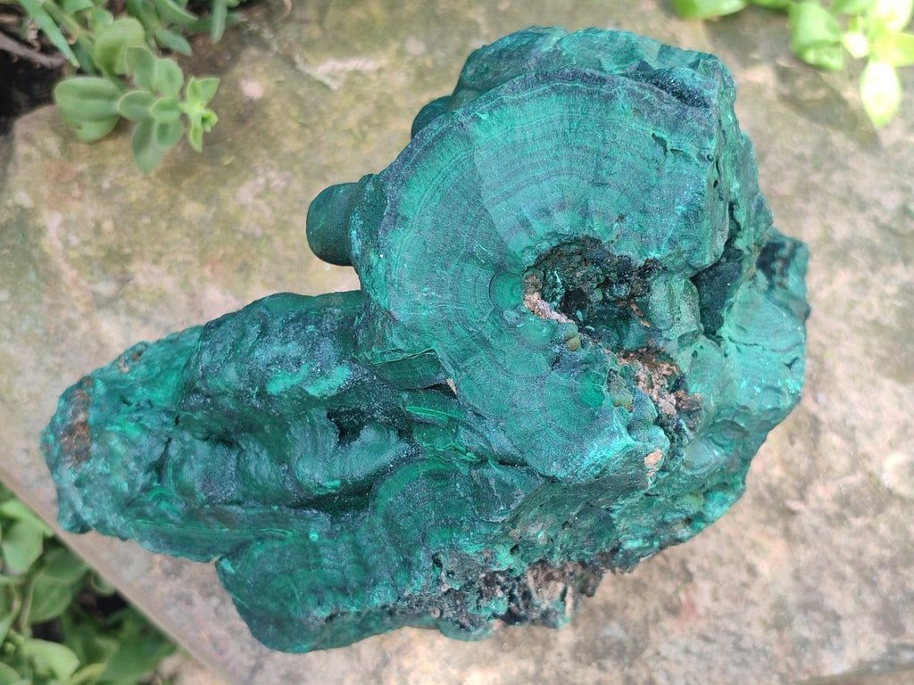 Natural XL Botryoidal Malachite Specimen x 1 From Congo - Toprock Gemstones and Minerals 