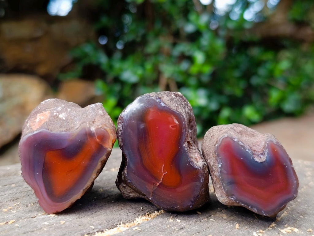 Polished One Side Red Shashe River Agate Nodules x 24 From Shashe River, Zimbabwe - Toprock Gemstones and Minerals 