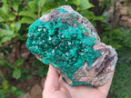 Natural XL Dioptase on Dolomite Specimen x 1 From Likasi, Congo - Toprock Gemstones and Minerals 