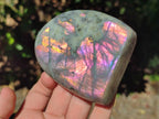 Polished Rare Purple Sunset Flash Labradorite Standing Free Forms x 4 From Madagascar - Toprock Gemstones and Minerals 