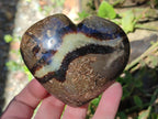 Polished Septerye Fossil Hearts x 10 From Mahajanga, Madagascar - Toprock Gemstones and Minerals 
