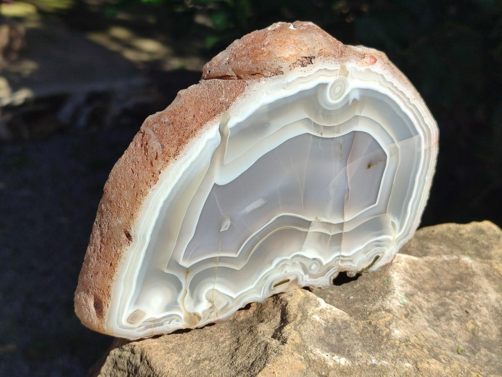Polished One Side Banded Agate Nodules x 2 From Shashe River, Zimbabwe - Toprock Gemstones and Minerals 
